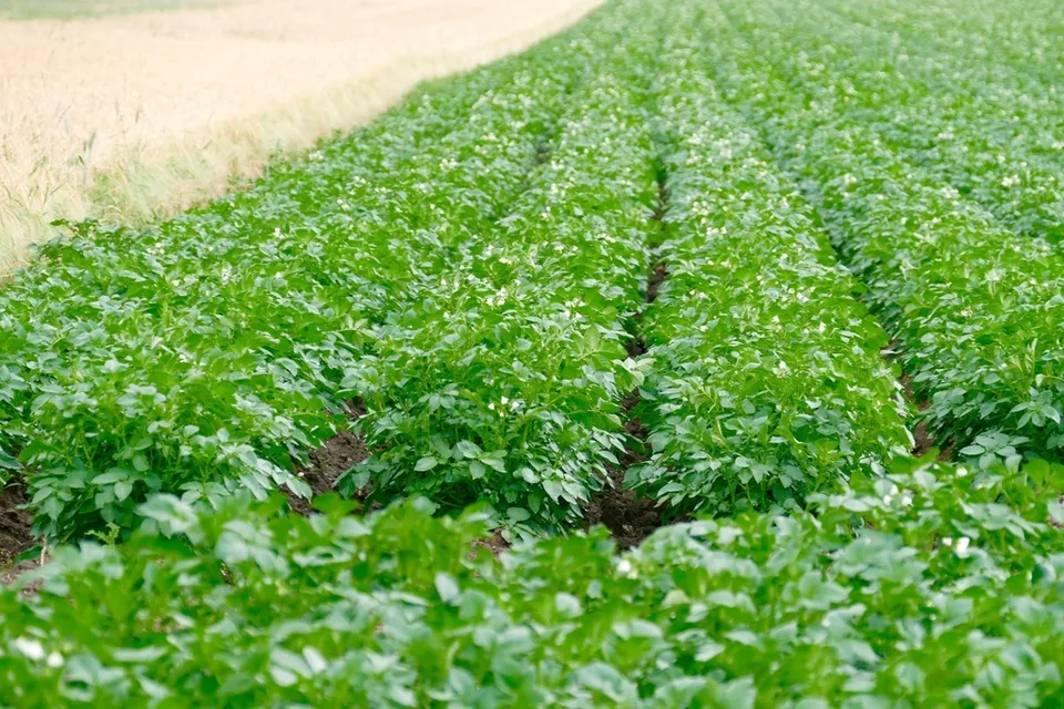 Aardappelveld met rijen planten