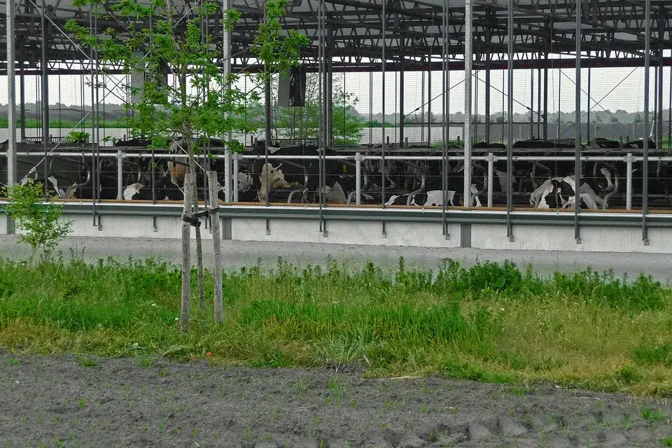 Koeien in een moderne stal
